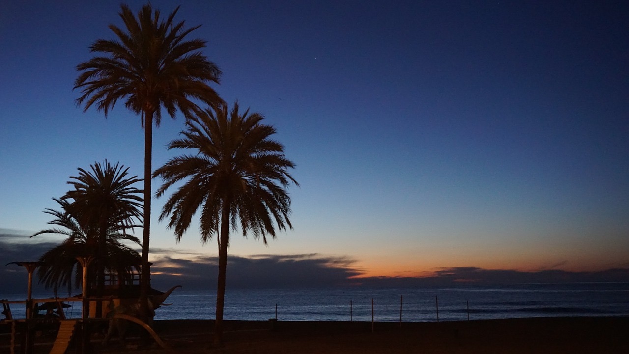 Palm trees on the Marbella seafront at dusk